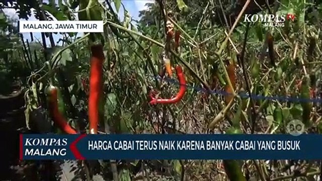 Tanaman Cabai Petani Rusak dan Gagal Panen, Penyebab Harga Cabai Terus Naik