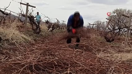 Gercüş'te bağ bahçe budama dönemi başladı