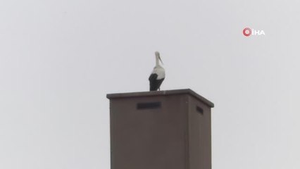 Leylekler Iğdır'a gelmeye başladı