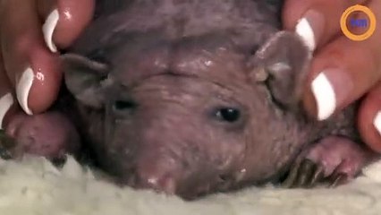 Ce hérisson sans poils fascine la Toile !