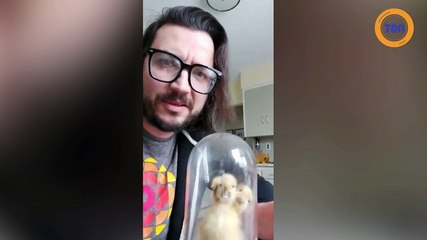 Il reçoit un canard à trois têtes par la poste et se met à flipper !