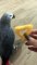 Parrot Craves a Crunchy Snack