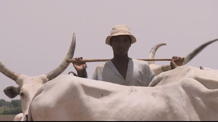 Nigeria sees solution to conflict between farmers