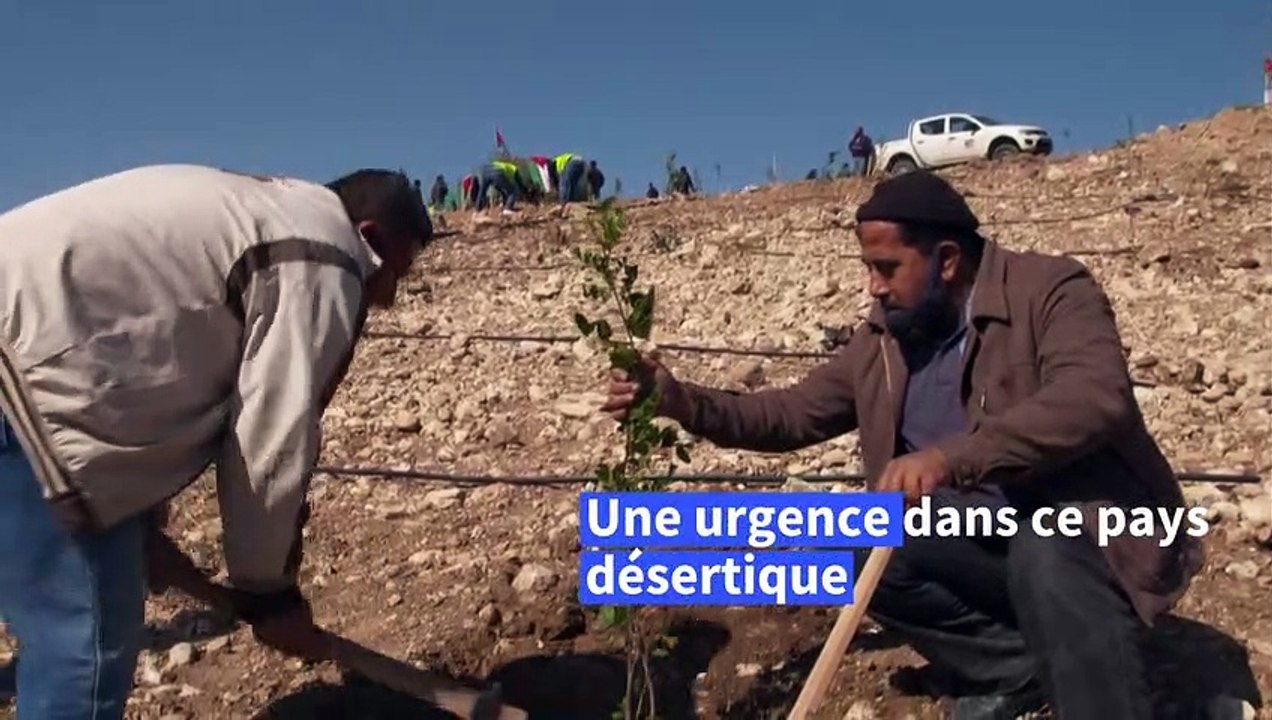 Environnement: pays désertique, la Jordanie veut planter des forêts