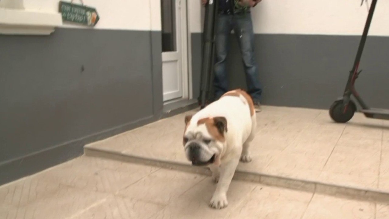 C'est pas bête - Jackson, le bouledogue têtu !