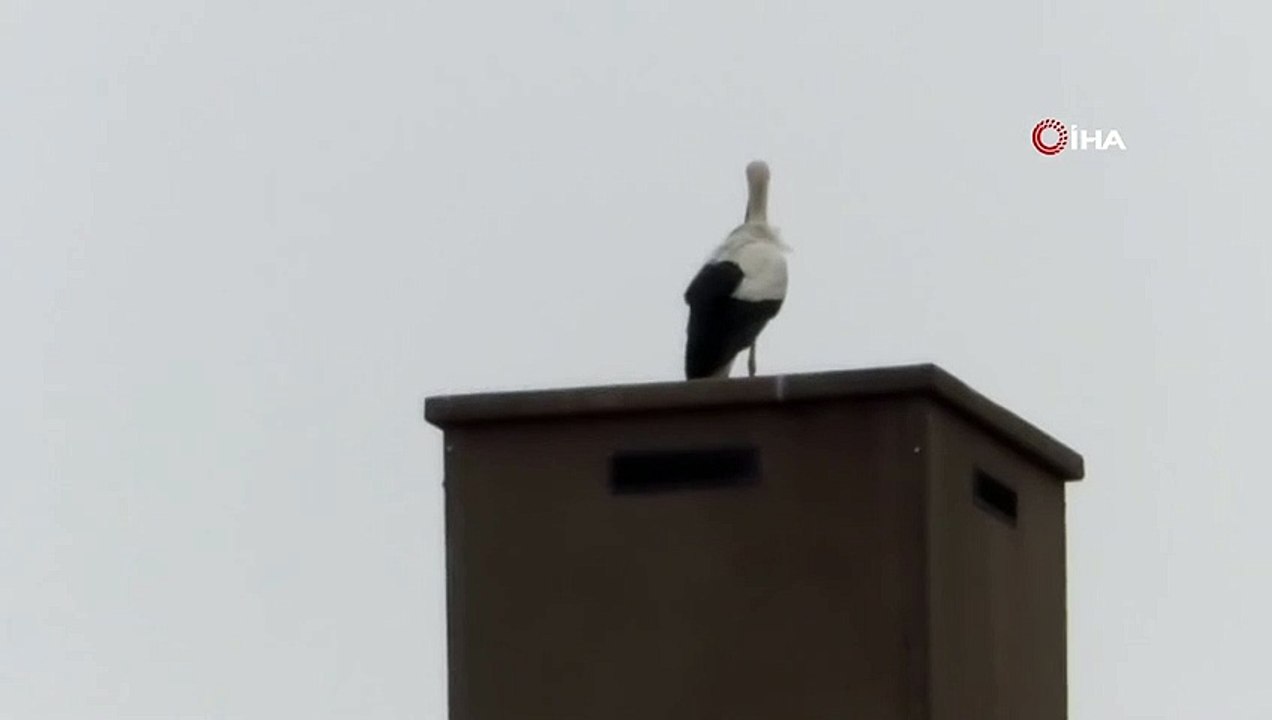 Leylekler Iğdır'a Gelmeye Başladı