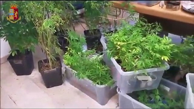 Bosconero (TO) - Serra di marijuana in casa arrestato 37enne (15.03.21)