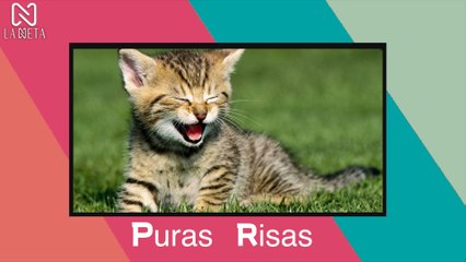 LA MEJOR RECOPILACIÓN DE VIDEOS  GRACIOSOS Y BROMAS