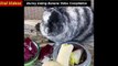 Bunny, Rabbits Eating Banana Video Compilation