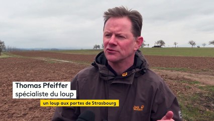 À Strasbourg, un jeune loup observé pour la première fois aux portes de la ville