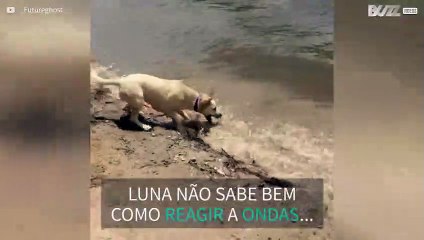 Cadela tenta morder ondas que a "atacam"