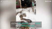 Galinhas se recusam a pisar a neve