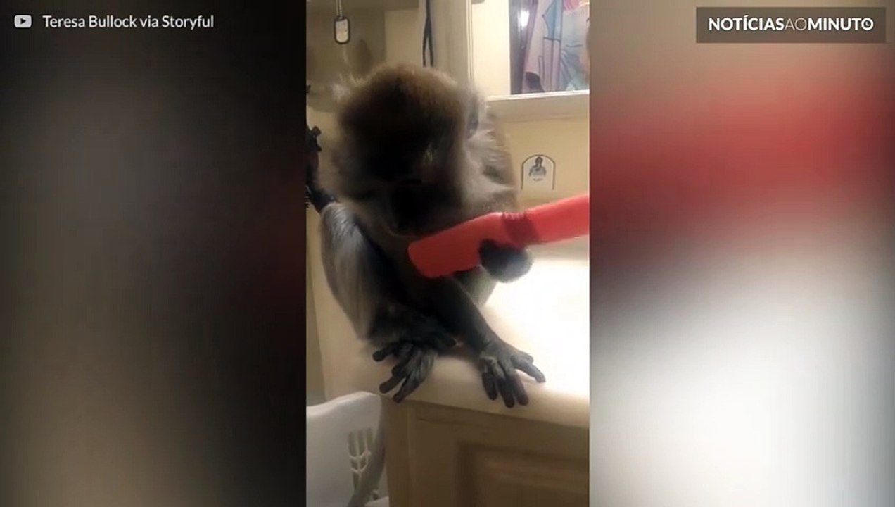 O momento de beleza de Angel, uma macaca vaidosa