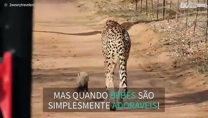 Família de chitas é extremamente adorável