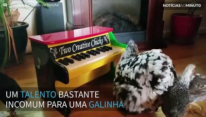 Galinha mostra seu talento tocando piano