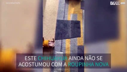 Roupinha bloqueia movimentos de cachorrinho