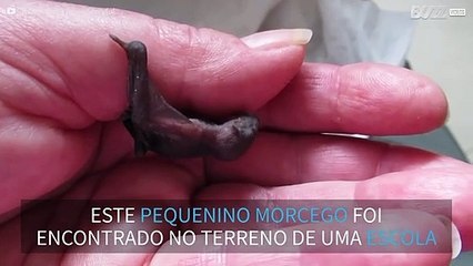 Micro morcego é encontrado no terreno de uma escola