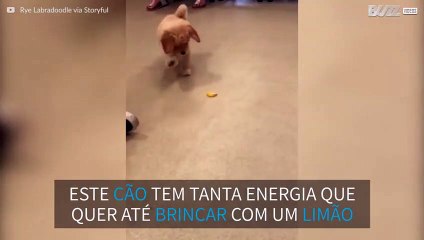Cãozinho curioso tenta brincar com limão