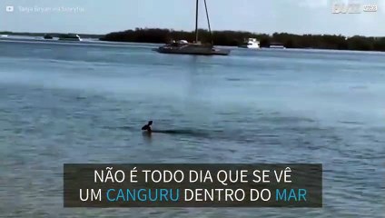 Inusitado! Canguru é flagrado nadando no mar em Queensland