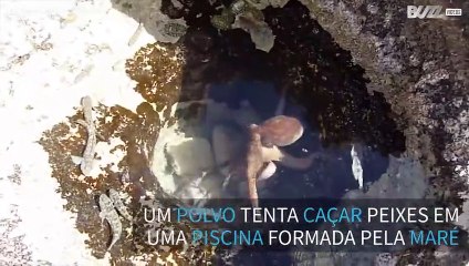 Polvo pescador usa os 8 tentáculos para capturar peixes