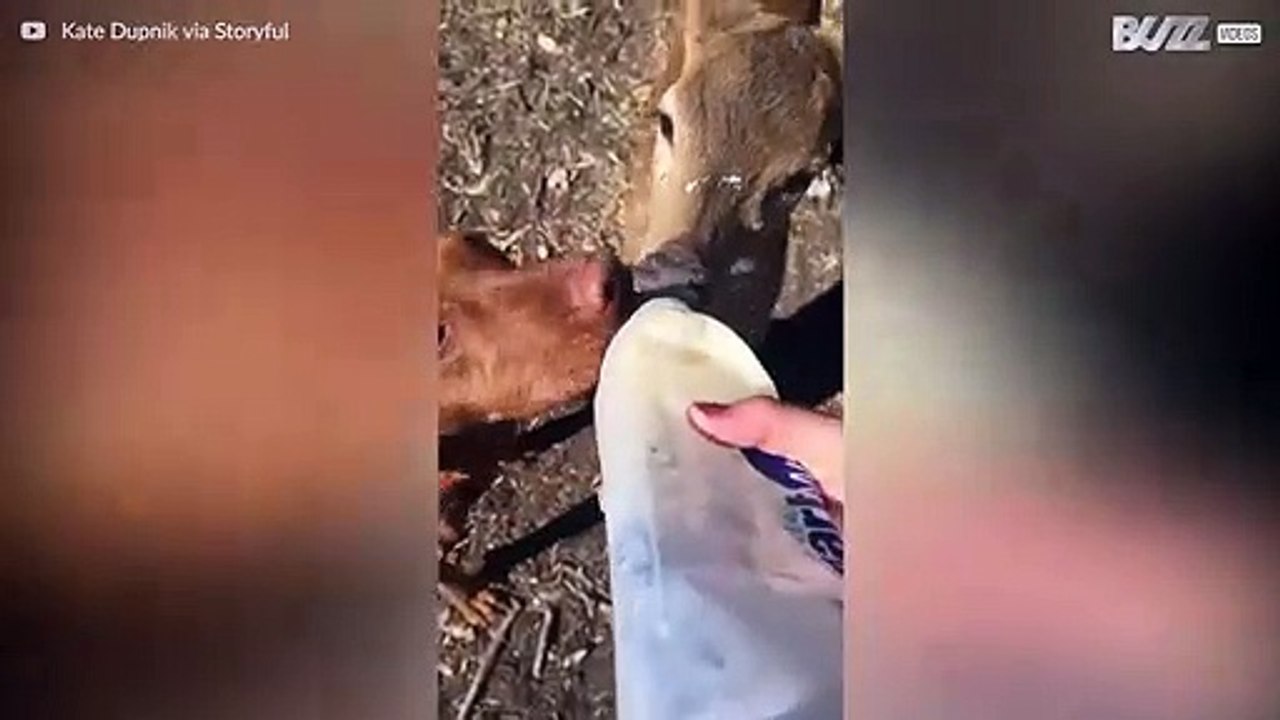 Cão e cervo são amigos e dividem mamadeira