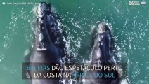 Filmagem incrível de baleias perto da costa na África do Sul