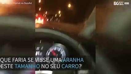 Mulher assusta-se com aranha gigante dentro do carro