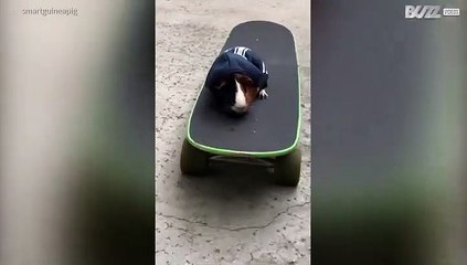 Porquinho-da-índia aprende a andar de skate em L.A.