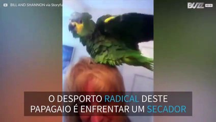 Este papagaio delira com o secador da dona