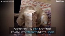Cão adotado mostra talento inusitado em jogo de equilíbrio