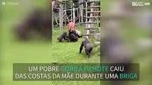 Gorila macho afasta filhote de briga entres outros gorilas