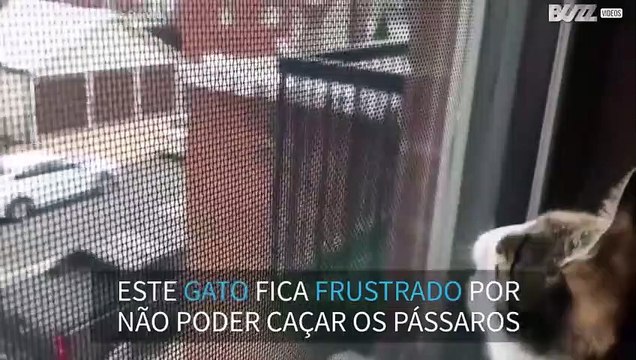 Gato faz barulhos estranhos ao ver pássaros
