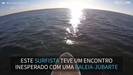 Encontro inesperado com baleia-jubarte em Nova Jersey