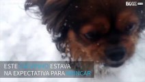 Cão é iludido pelo dono ao tentar pegar bolas de neve