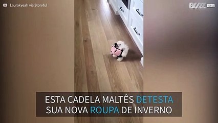 Esta cadela detesta suas roupas