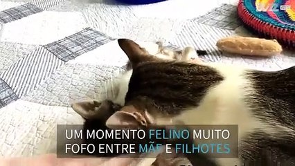 Gatinhos recebem banhos da sua mamã