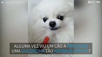 Cão protege guloseima de forma muito adorável