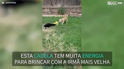 Filhote de cachorro arrasta cão adulto para brincar