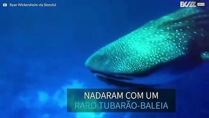 Mergulhadores nadam com raro tubarão-baleia