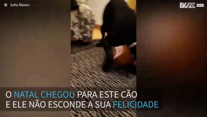 Cão ganha presente de natal e não aguenta de tanta felicidade