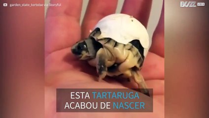 Tartarga recém-nascida não consegue se livrar totalmente do ovo