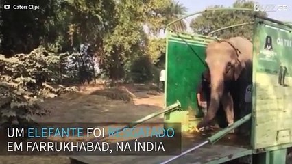 Elefante resgatado após 40 anos em cativeiro