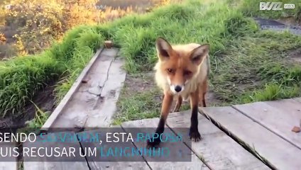 Raposa selvagem visita turistas para fazer lanchinho