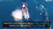 Baleias-jubarte são filmadas na costa da Califórnia