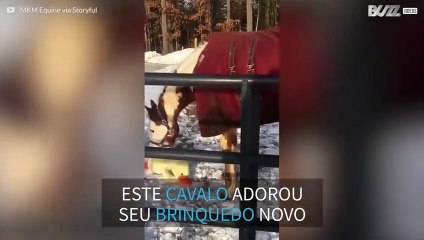 Cavalo se diverte com brinquedo na neve