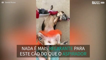 Cão relaxa ao ser aspirado pelo aspirador de pó