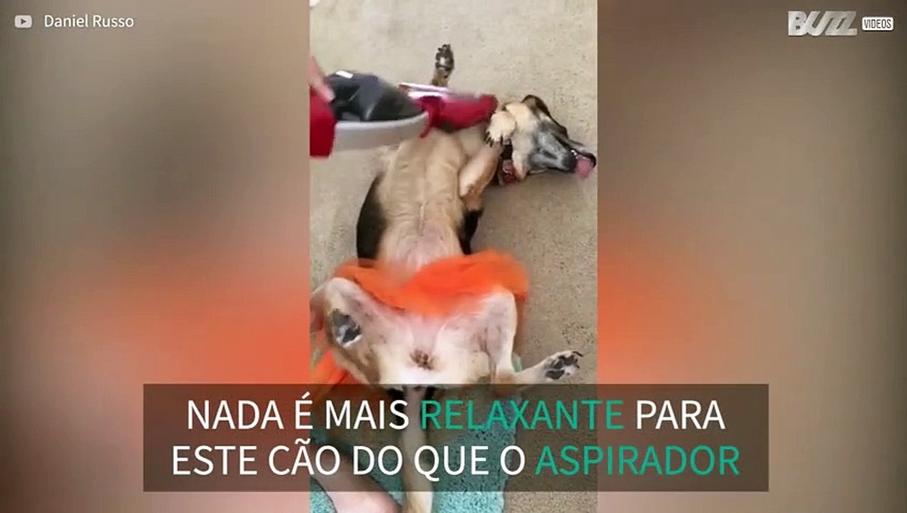 Cão relaxa ao ser aspirado pelo aspirador de pó