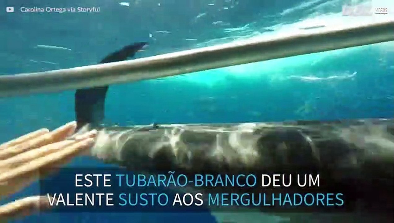 Tubarão-branco esbarra em jaula de mergulhadores