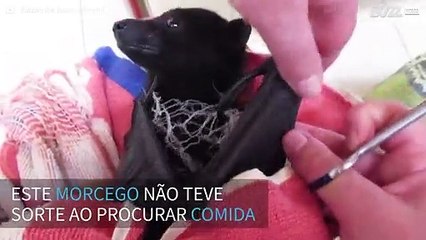 Morcego fica preso em rede mas é salvo por resgate de animais