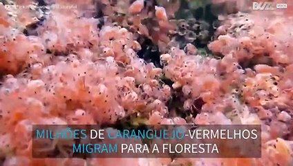 Milhões de caranguejos filhotes migram da água para a floresta